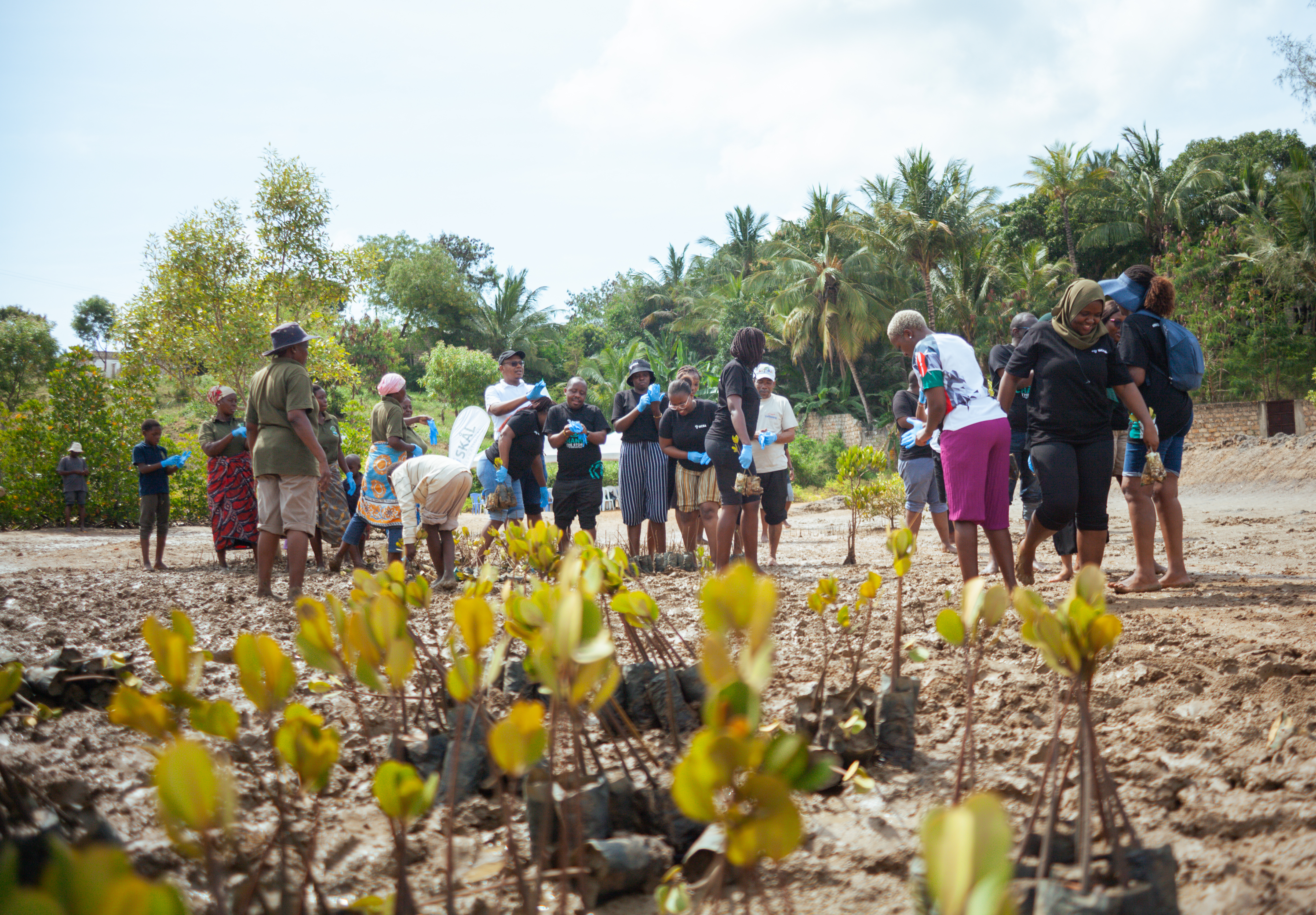 Mangrove Planting